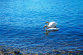 due cigni visti dalla wedding location sul lago di varese