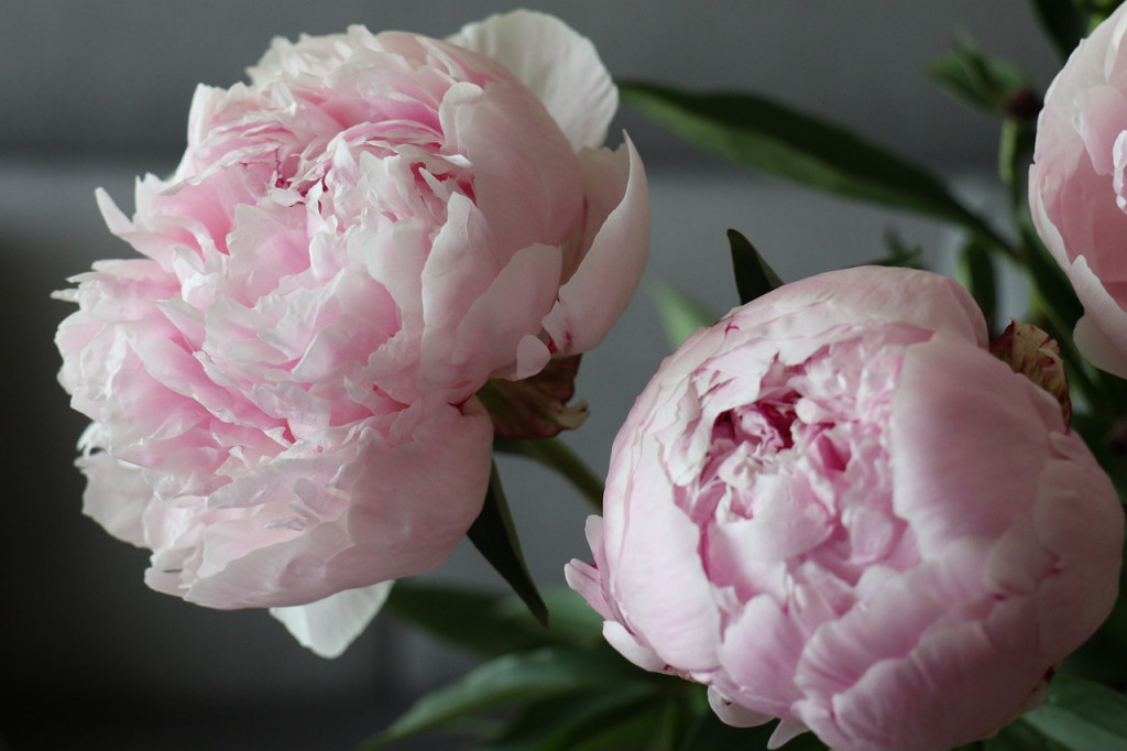 I fiori ideali per un matrimonio sul Lago Maggiore: peonie