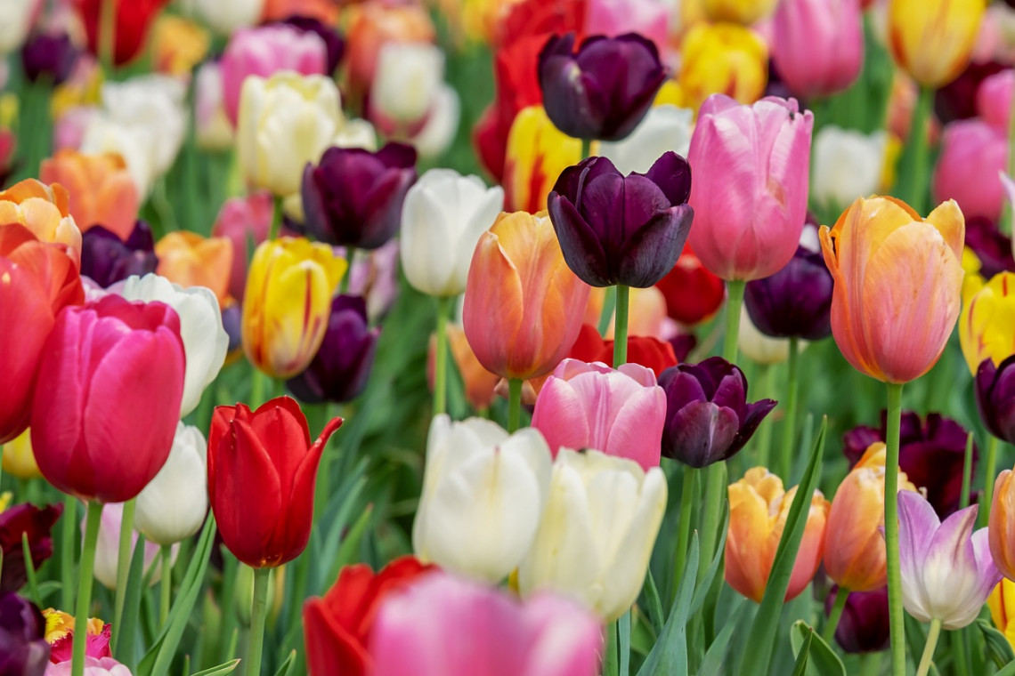 I fiori ideali per un matrimonio sul Lago Maggiore: tulipani